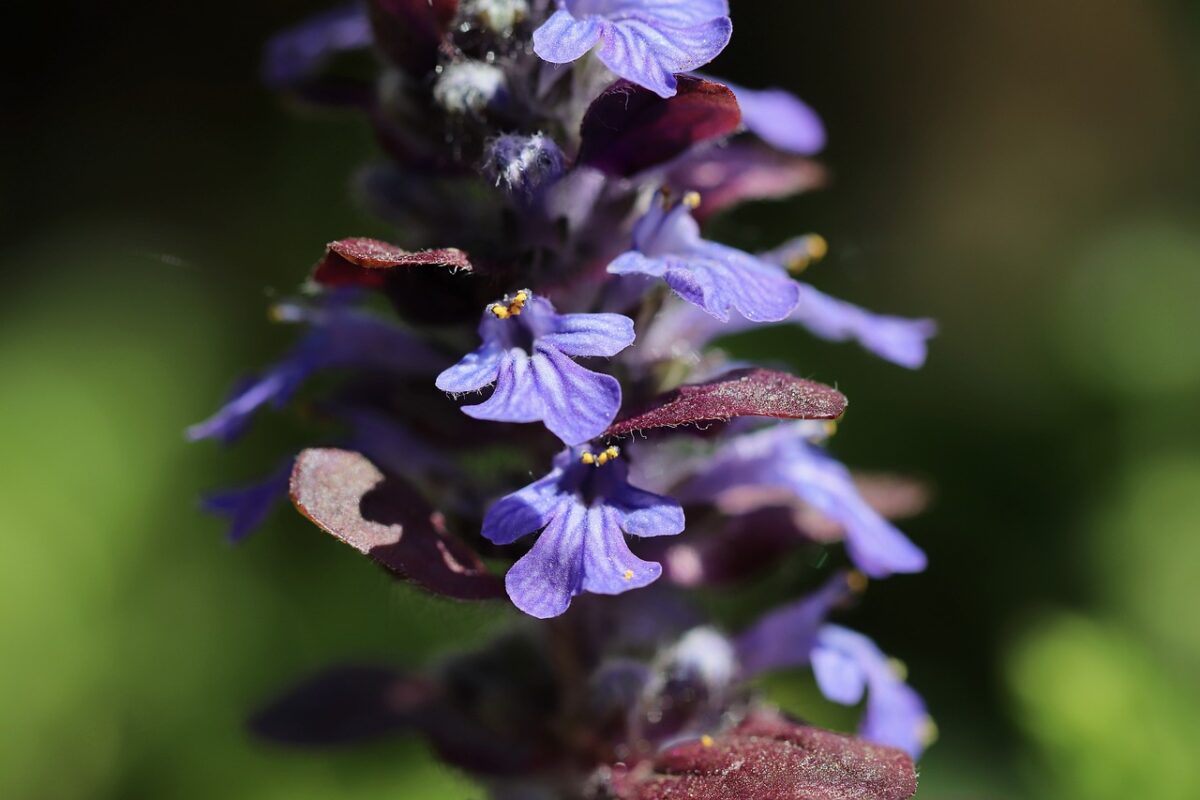 Ajuga, Reptans