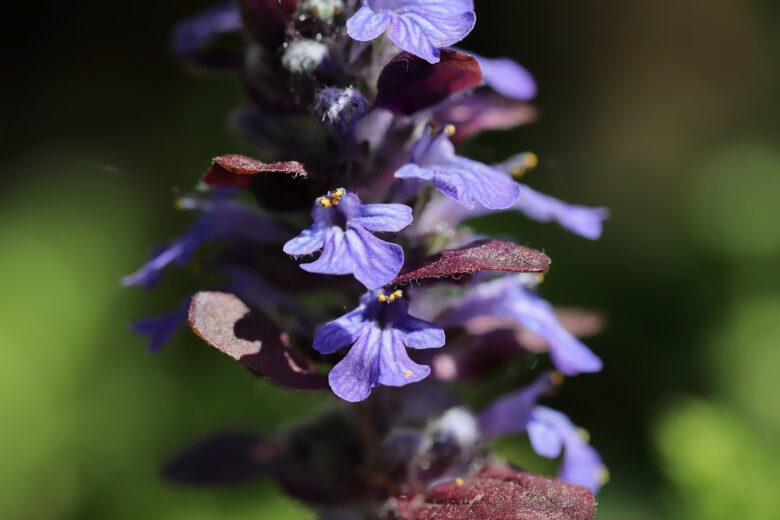 Ajuga, Reptans