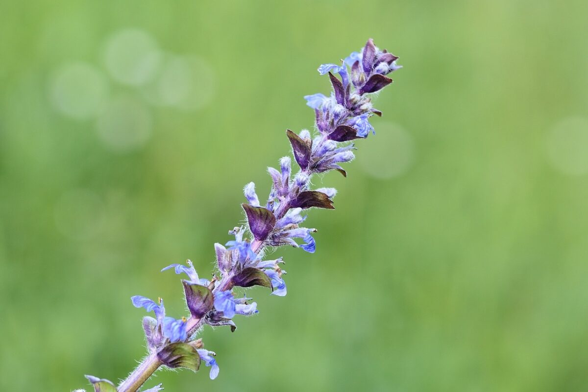 Ajuga, Reptans