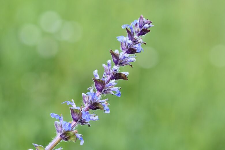 Ajuga, Reptans