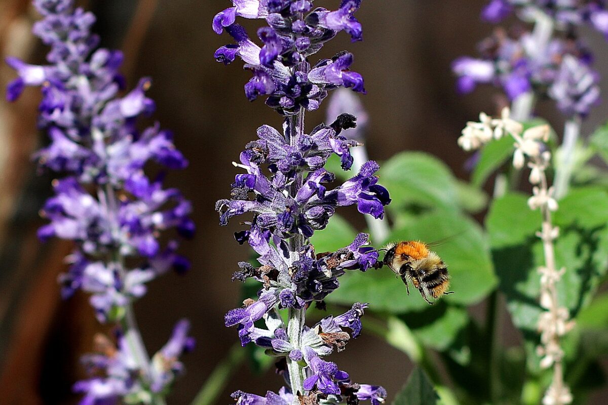 Ajuga, Reptans