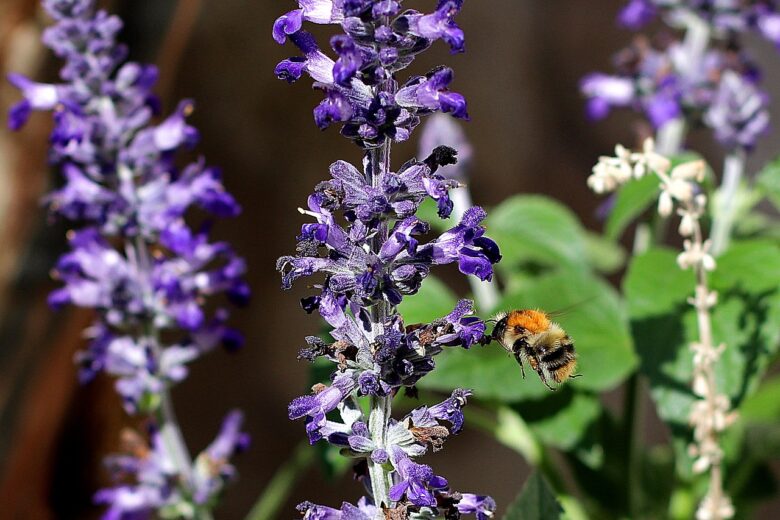 Ajuga, Reptans
