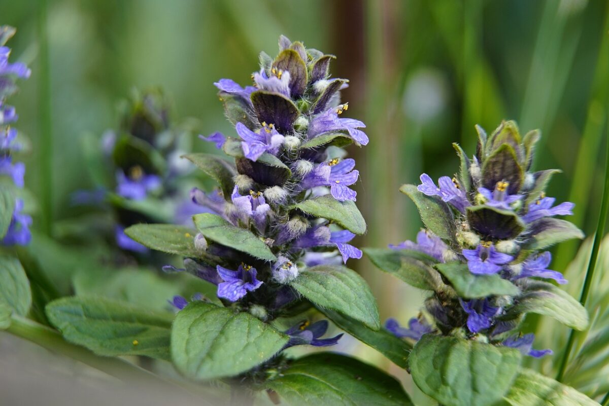 Ajuga, Reptans