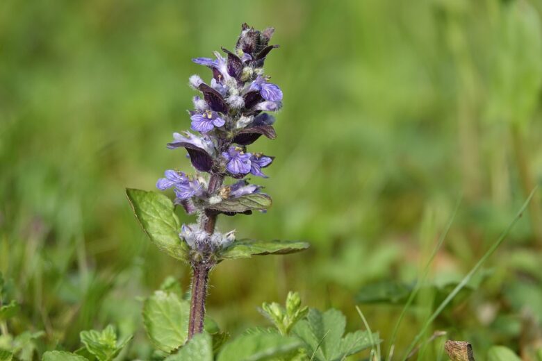 Ajuga, Reptans