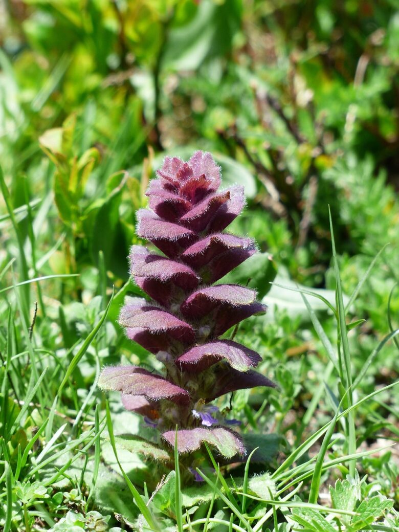 Ajuga, Reptans