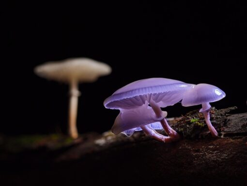 DNA dei funghi per comprendere la biodiversità: i dati dello studio