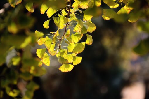 Ginkgo biloba – Ginco
