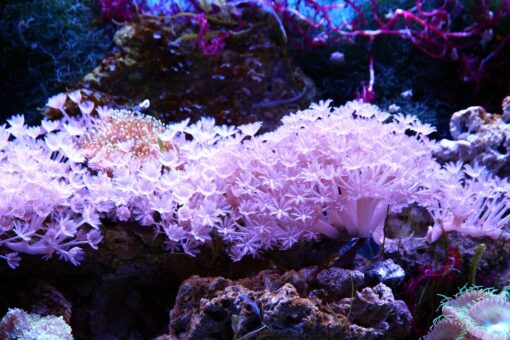 Italiani contro le estrazioni negli oceani: il sondaggio del WWF Italia