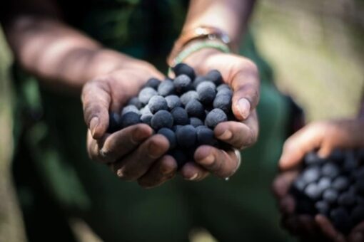 Video – Seedballs Kenya: “bombe di semi” contro il disboscamento