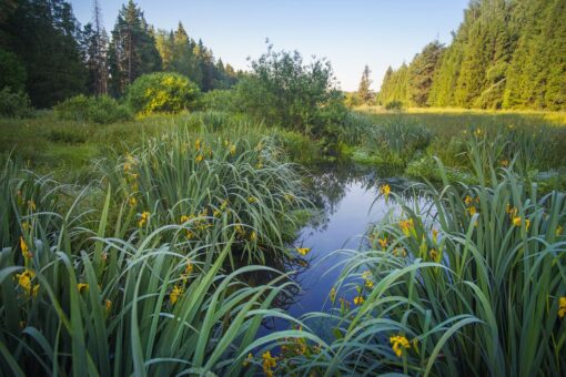 Entra in vigore la legge sul Ripristino della natura nell’UE