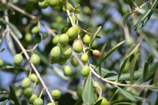 Siccità e alte temperature fanno diminuire la produzione di olive