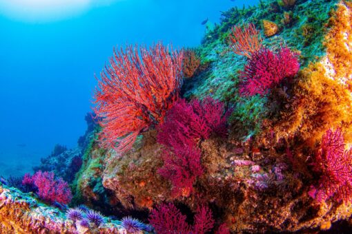 Video – Big Ideas for Oceans: nuovi fondi per la salvaguardia dei coralli