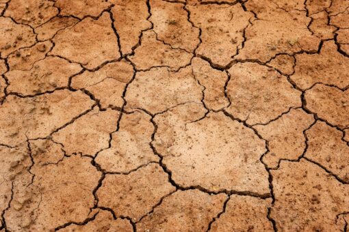 Emergenza temperature in Romania: distrutte numerose colture