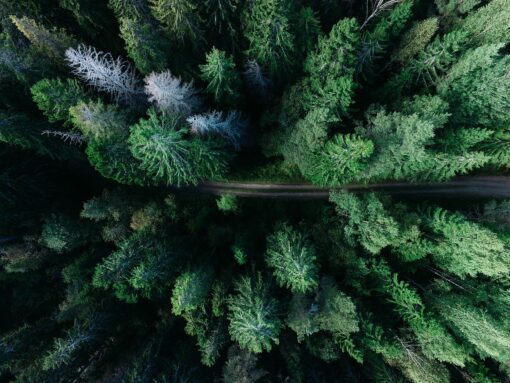Foreste Vergini: la chiave per salvare il Pianeta