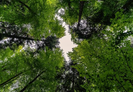 Non basta piantare gli alberi per salvare le foreste!