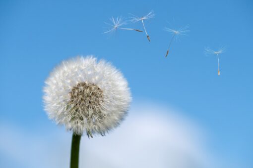 Allergie: situazione in peggioramento e maggiori difficoltà