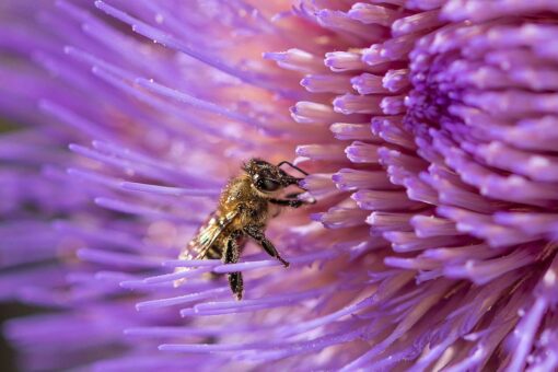 Bisogna piantare più fiori per aiutare gli impollinatori
