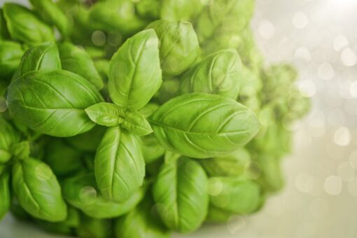 Basilico in casa? Non è un’impresa titanica se seguite questi consigli