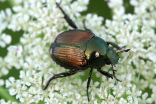 In Europa arrivano coleotteri dannosi per alberi e piante