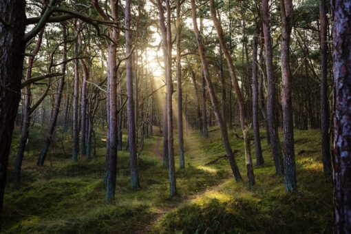 Foreste tropicali sempre più povere a causa del cambiamento climatico