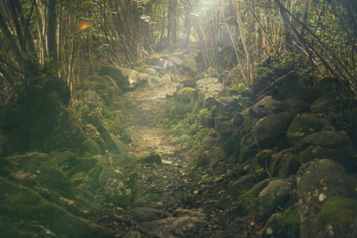 La Foresta Amazzonica è al collasso