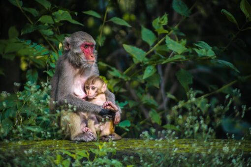 4 ottobre, Giornata Mondiale degli Animali