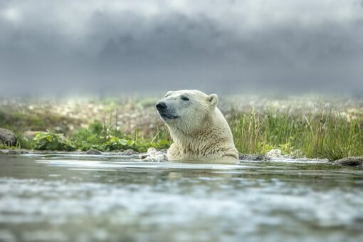 Riscaldamento globale, l’Antartide è sempre più verde