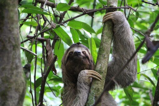 Bradipo in via di estinzione: un’altra specie si aggiunge alla lista rossa