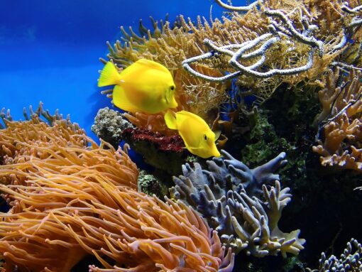 Riscaldamento globale, tutti gli animali marini sono a rischio