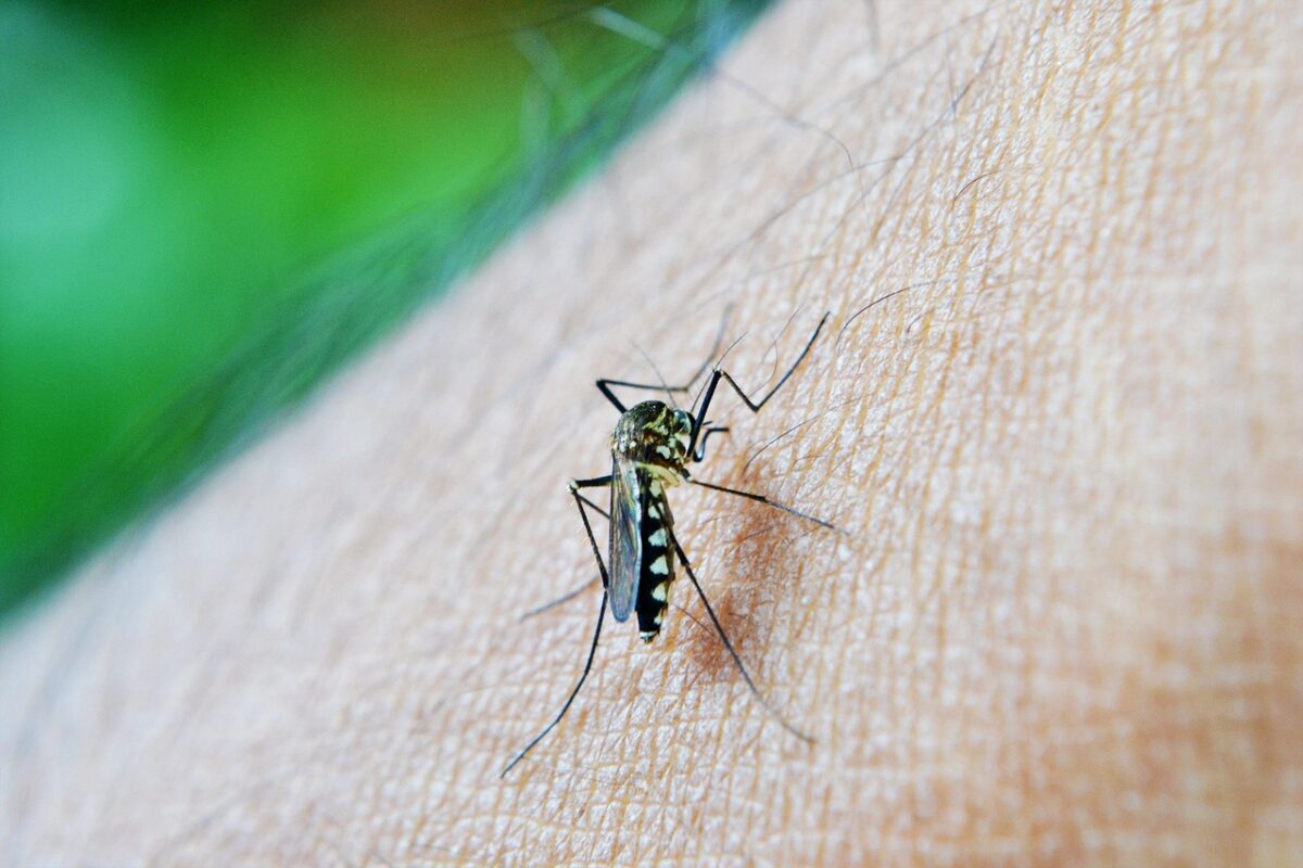Dengue, il focolaio a Fano spaventa l’Italia