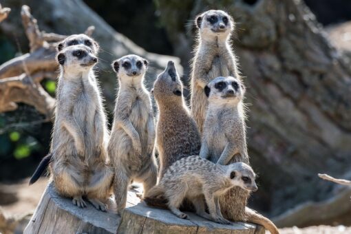 Gli animali selvatici sono in pericolo!