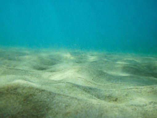 Tardigradi, minuscoli animali in grado di difendersi dalle microplastiche