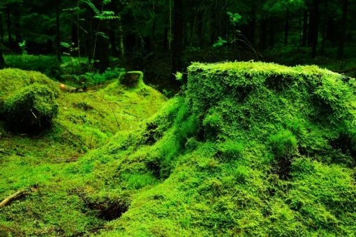 Come il muschio combatte il cambiamento climatico
