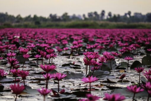 Piante contaminate da nanoplastiche: rivelato un nuovo pericolo
