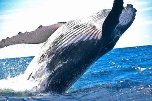 Riscaldamento globale, in aumento gli scontri tra navi e squali balena