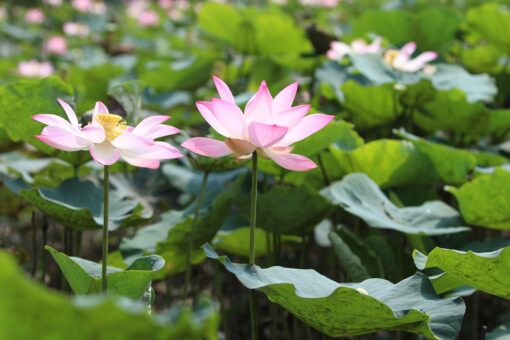 Video – Le 5 piante natalizie per il tuo giardino: colori e profumi che non possono mancare