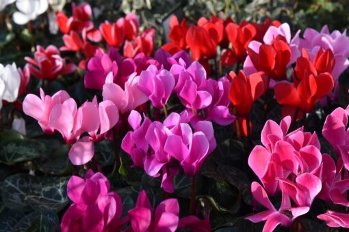 Il tuo ciclamino ha le foglie gialle? Sicuramente hai fatto questo errore