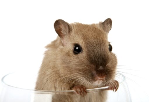 Animali ed alcol: un binomio impensabile