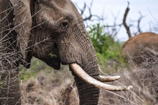 WWF, elefanti sempre più a rischio: numeri drammatici
