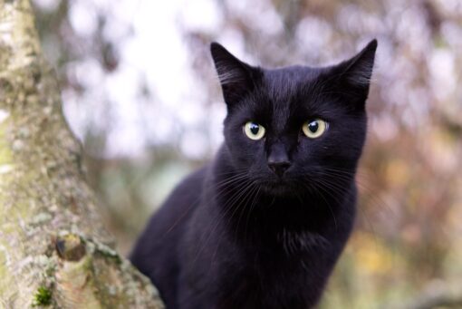 Il 17 novembre è la Giornata Internazionale del Gatto Nero