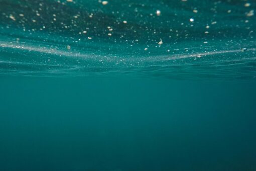 Pericolo per il plancton: gli oceani in crisi