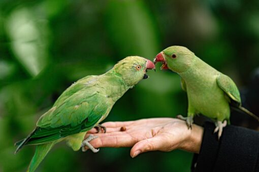 Pappagalli verdi, animali alieni da arginare