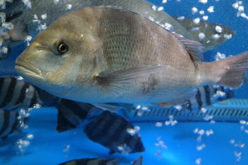 Il pesce salema porgy è un pericolo per l’uomo!