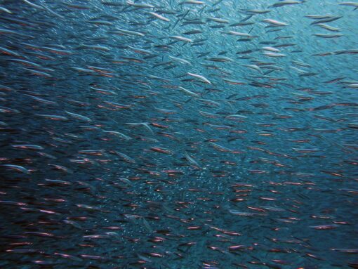Il “pesce dell’Apocalisse” è tornato in California
