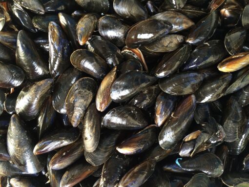 Galizia: addio molluschi