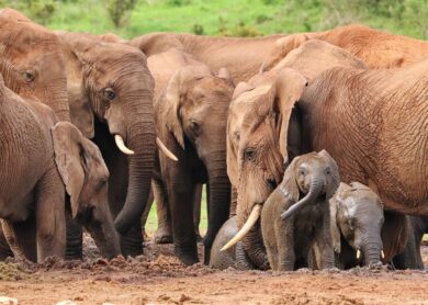 12 agosto, Giornata Mondiale dell’Elefante