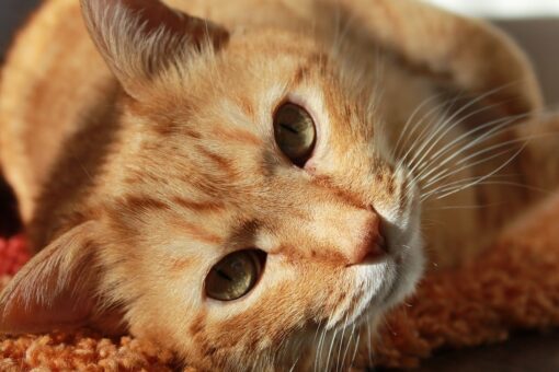 Perché alcuni gatti sono arancioni?