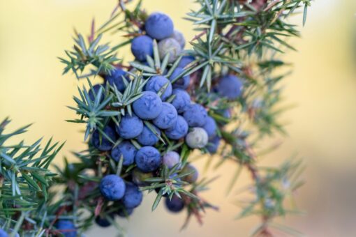 La pianta più antica d’Europa è un ginepro in Lapponia!