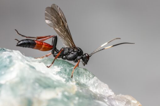 La vespa orientalis invade le città: scatta l’allerta