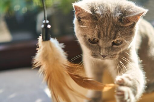Video – Oggi,17 febbraio è la giornata mondiale gatto